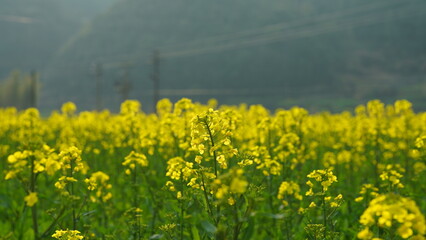 The beautiful countryside landscapes with the yellow oil flowers blooming and little village as background in the south of the China in spring