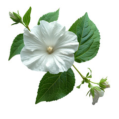 White balsam flower PNG. Summertime bloom of a balsam flower top view isolated. Balsam flower PNG. White flower with green luscious leaves isolated