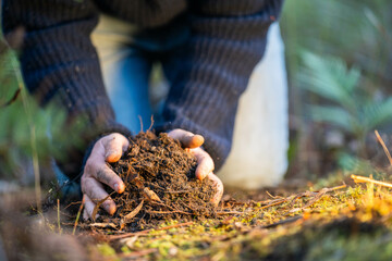 soil falling around a test tube collecting a soil sample in a paddock on a farm. scientist studying soil health and biology in a field in australia in spring