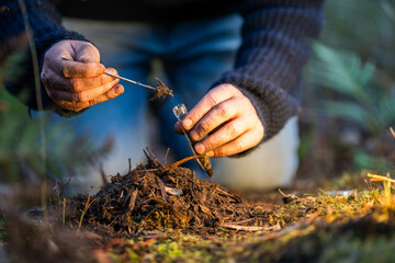 farmer collecting soil samples in a test tube in a field. Agronomist checking soil carbon and plant...