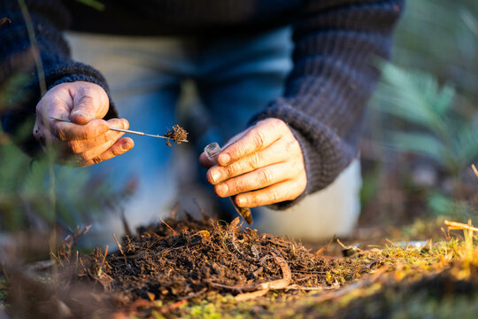 soil falling around a test tube collecting a soil collecting a soil sample in a paddock on a farm australian agronomist practicing agronomy innovation on a organic regenerative agriculture, for cows