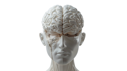 a human brain and muscles