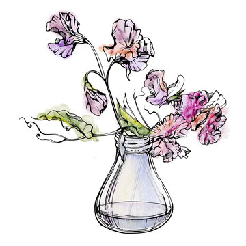 recommend clip art: Hand drawn watercolor ink illustration botanical flowers leaves. Sweet everlasting pea, vetch bindweed legume. Glass vase bouquet isolated on white background. Design wedding, love cards, floral shop