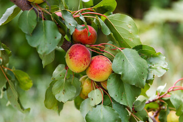 Ripe sweet apricots ripe in tree garden, fresh fruit outdoors, agricultural harvest