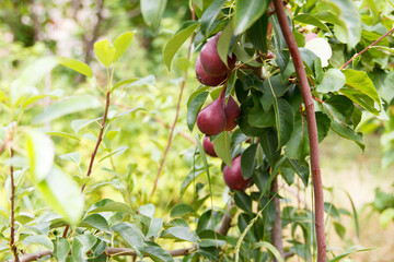 Group of red sweet pears grow and ripening on a tree in a beautiful fruit garden on green background
