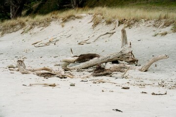 dead tree on the beach, Driftwood, 