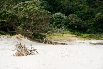 driftwood shelter on a sunny tropical beach