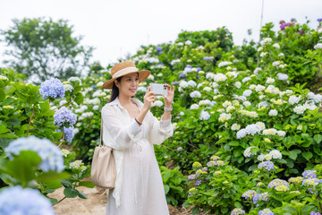 Beautiful Pregnant woman take photo on cellphone in the Hydrangea flower garden