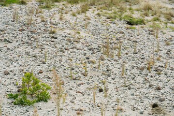sparse vegetation in the sand