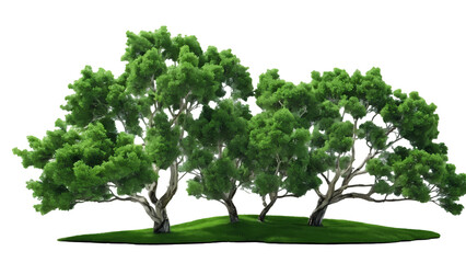 Fototapeta premium Tree isolated on a transparent background