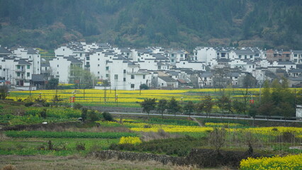 The beautiful countryside landscapes with the yellow oil flowers blooming and little village as background in the south of the China in spring