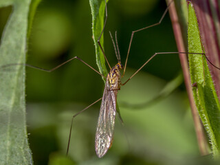 Crane fly on a garden plant