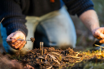 soil falling around a test tube collecting a soil collecting a soil sample in a paddock on a farm australian agronomist practicing agronomy innovation on a organic regenerative agriculture, for cows