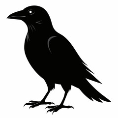crow on white