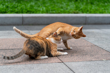 Two cats playing and fighting in the park