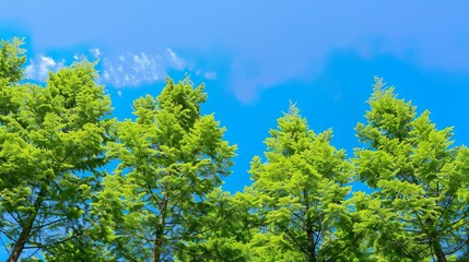 Fototapeta premium メタセコイアの森林と青空02
