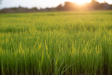 Fresh green rice shoots in spring on a soft focus field. Growing young green rice seedlings in agricultural fields Agricultural scene with rice tops in the soil.
