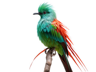 Obraz premium a colorful bird sitting on a branch