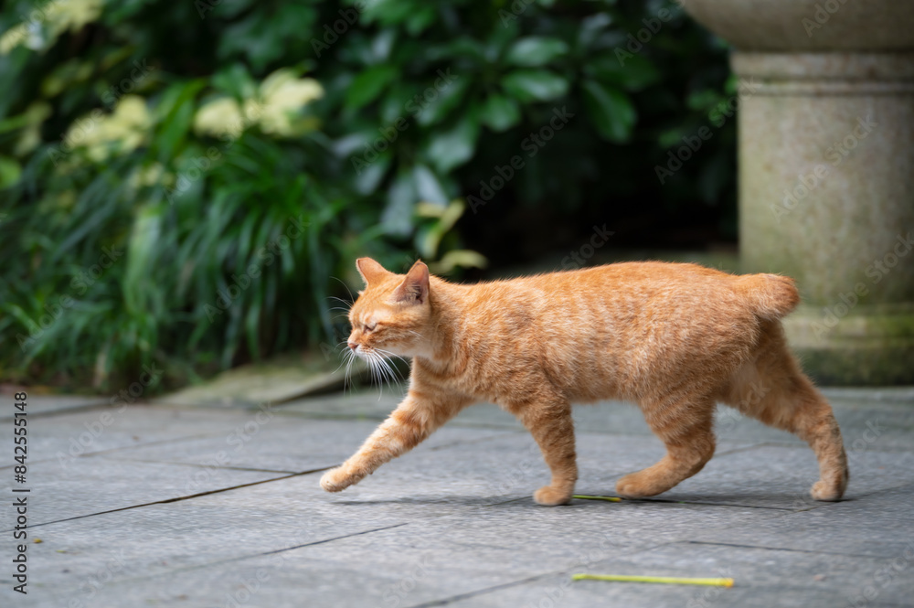 Sticker Cat walks in the park