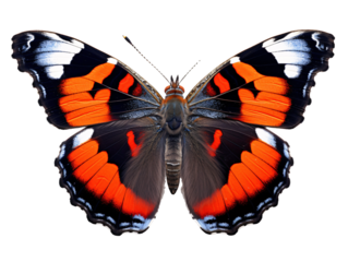 a close up of a butterfly