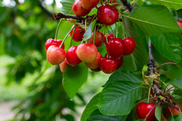 Red berries of a sweet cherry on a branch in a summer orchard on blurred background of green leaves, close up. Selective focus