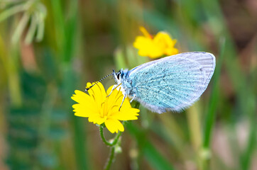 insect resting on field flower