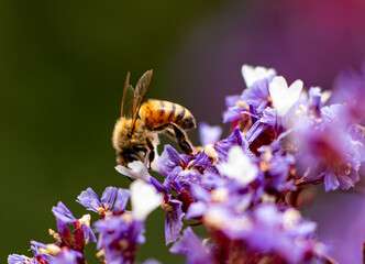 insect resting on field flower