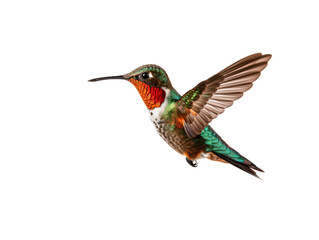 Fototapeta premium a colorful hummingbird flying
