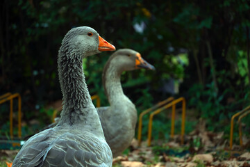 portrait of a goose