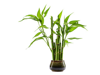 Obraz premium a green plant in a pot