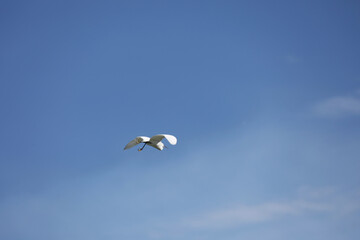 White heron flying in the air