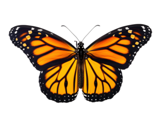 a close up of a butterfly