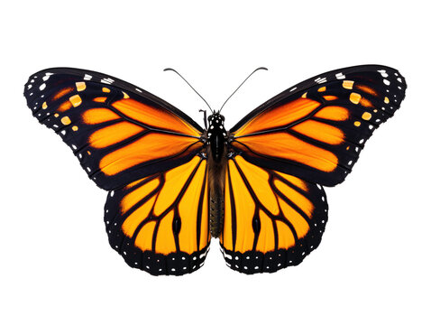 a close up of a butterfly