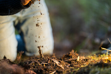 soil falling around a test tube collecting a soil collecting a soil sample in a paddock on a farm australian agronomist practicing agronomy innovation on a organic regenerative agriculture, for cows