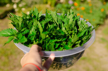 Organic garden nettle in a woman's hand. Medicinal herbs.
