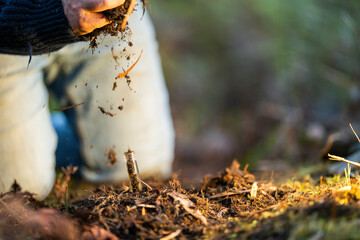 scientist researcher studying soil and forest health effects from climate change. university student research on bush soil structure and biology diversity. holding a soil sample in hand taking photos