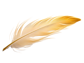 a close up of a feather