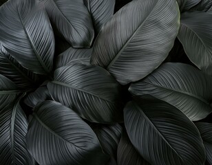 Textures of abstract black leaves for tropical leaf background. Flat lay, dark nature concept