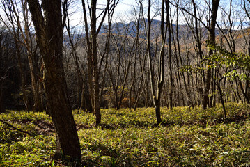 Climbing  Mount Asama-kakushi, Gunma, Japan