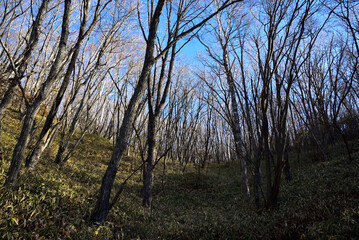 Fototapeta premium Climbing Mount Asama-kakushi, Gunma, Japan