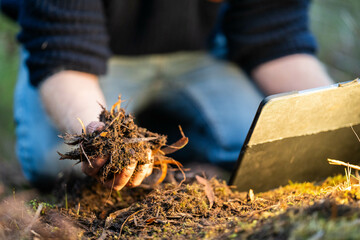 soil falling around a test tube collecting a soil collecting a soil sample in a paddock on a farm australian agronomist practicing agronomy innovation on a organic regenerative agriculture, for cows