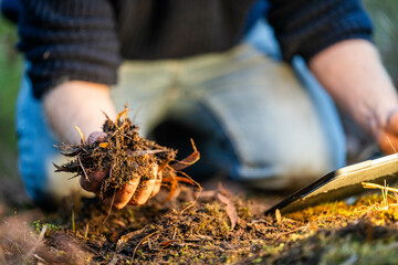 farmer collecting soil samples in a test tube in a field. Agronomist checking soil carbon and plant health on a farm in  a field