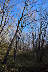 Climbing  Mount Asama-kakushi, Gunma, Japan