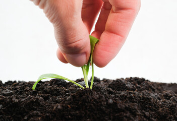 Human hands pull out an young plant from fresh soil