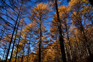 Fototapeta premium Climbing Mount Asama-kakushi, Gunma, Japan