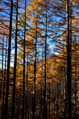 Fototapeta premium Climbing Mount Asama-kakushi, Gunma, Japan