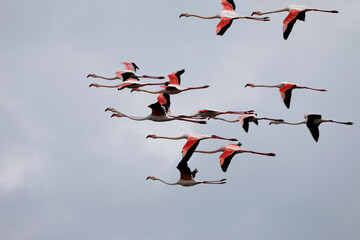 Flamingos in the Camargue