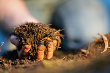 soil falling around a test tube collecting a soil sample in a paddock on a farm. scientist studying soil health and biology in a field in australia in spring