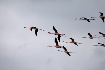 Flamingos in the Camargue