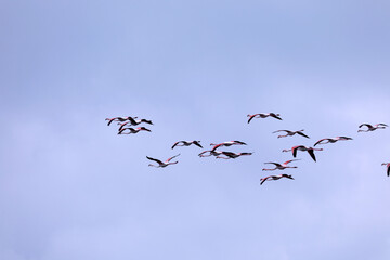 Flamingos in the Camargue